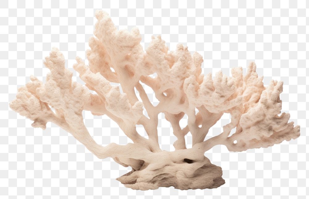 PNG Stoney coral nature sea white background. AI generated Image by rawpixel.