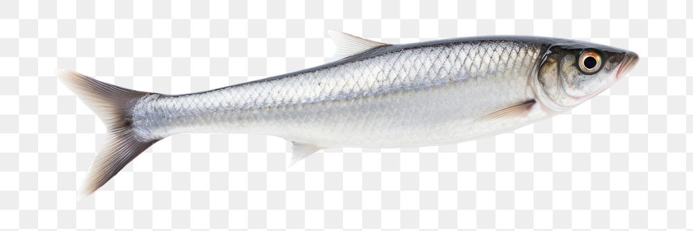 PNG Surmullet seafood sardine animal. AI generated Image by rawpixel.