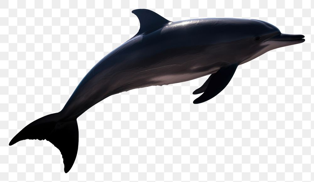 PNG Dolphin animal mammal black. AI generated Image by rawpixel.