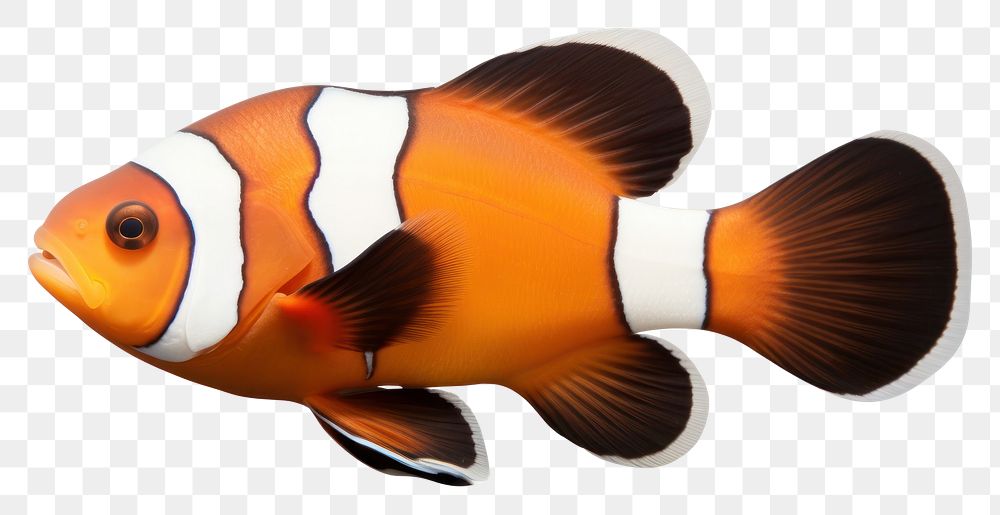 PNG A caramel clownfish animal sea white background. AI generated Image by rawpixel.