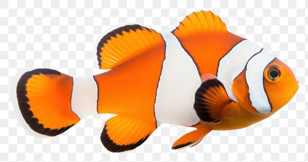 PNG A clownfish animal sea white background. AI generated Image by rawpixel.