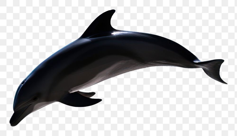 PNG A jumping black dolphin shadow animal mammal fish. AI generated Image by rawpixel.