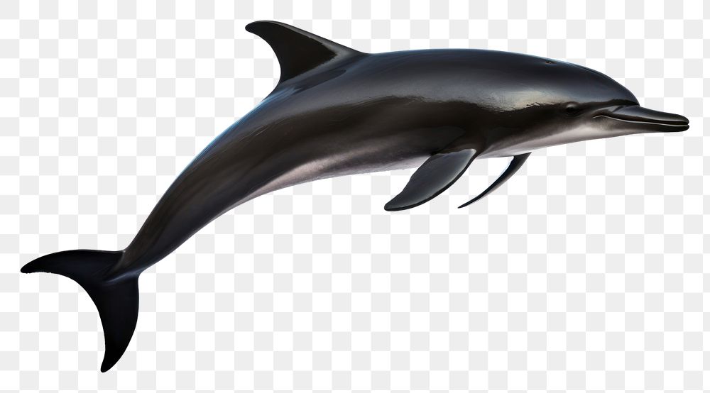 PNG A jumping black dolphin shadow animal mammal shark. AI generated Image by rawpixel.