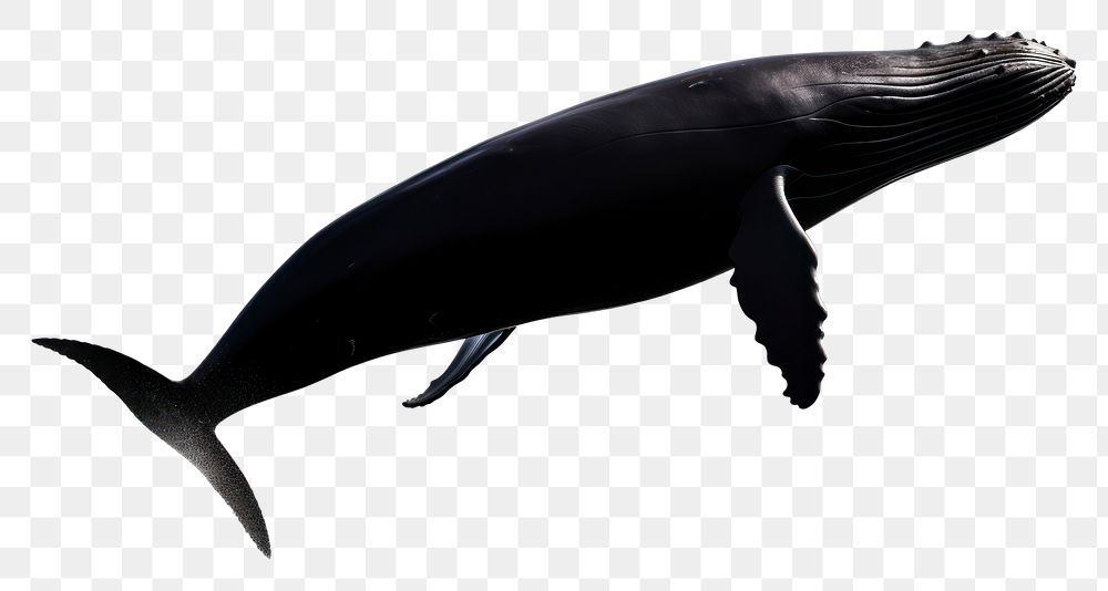 PNG A jumping whale shadow animal mammal fish. AI generated Image by rawpixel.