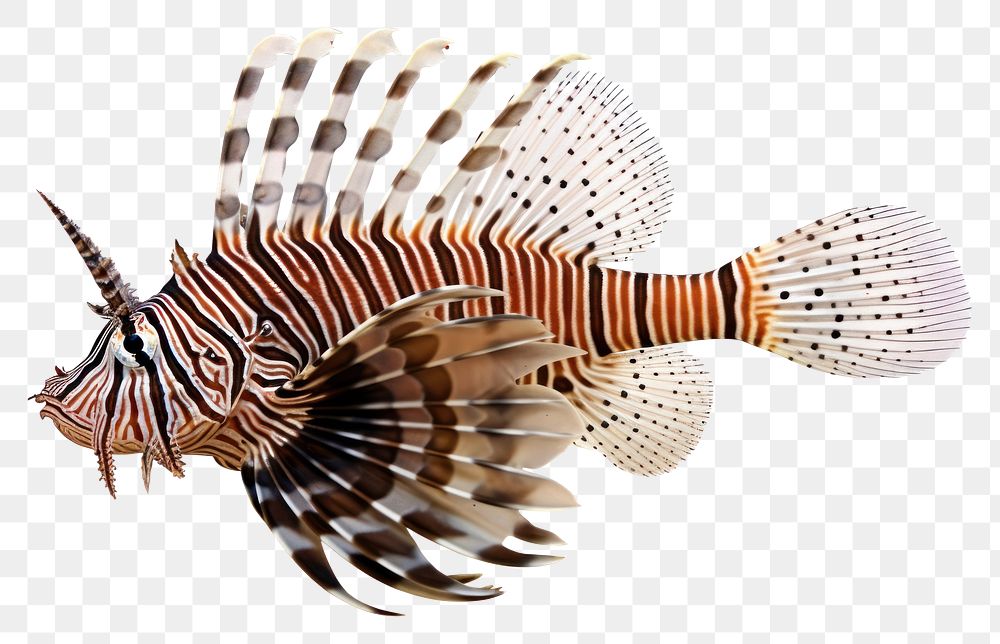 PNG Lion fish aquarium animal water. AI generated Image by rawpixel.
