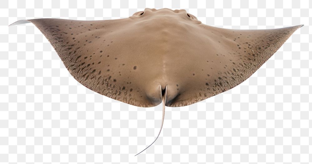 PNG A stingray animal fish sea. AI generated Image by rawpixel.