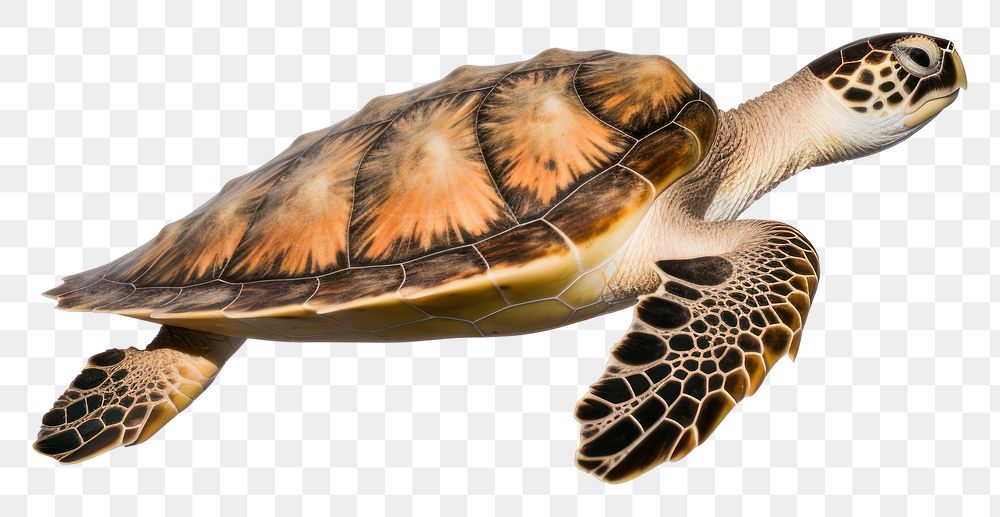 PNG A sea turtle swimming reptile animal white background. AI generated Image by rawpixel.