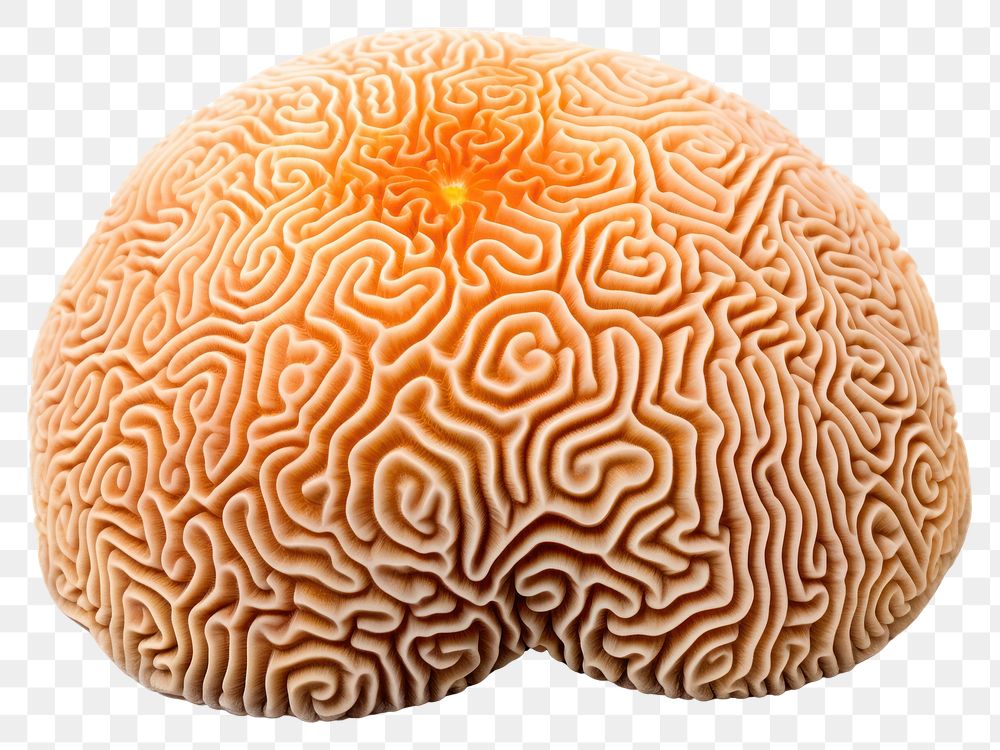 PNG Nature brain ocean food. AI generated Image by rawpixel.