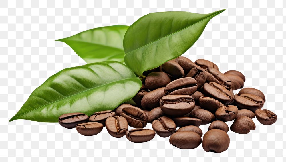 PNG Coffee leaves plant white background ingredient. AI generated Image by rawpixel.