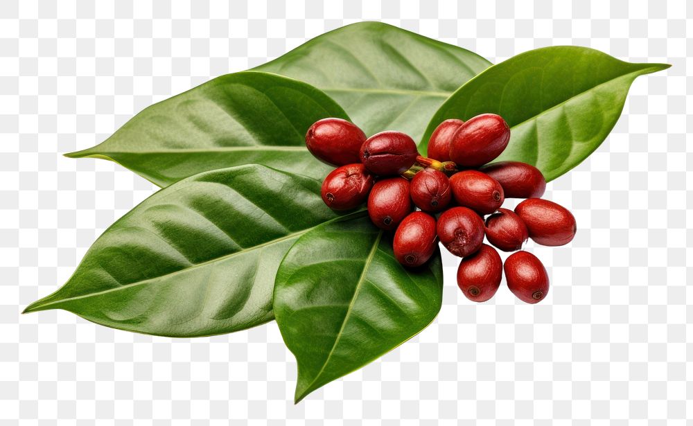 PNG Coffee plant food leaf. AI generated Image by rawpixel.