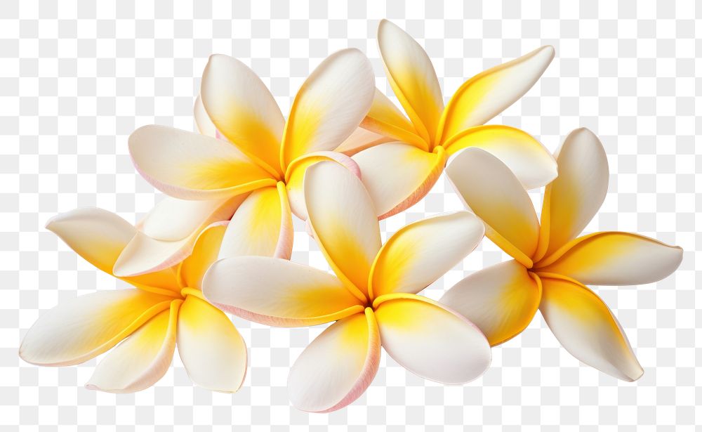 PNG Frangipani flower petal plant. AI generated Image by rawpixel.