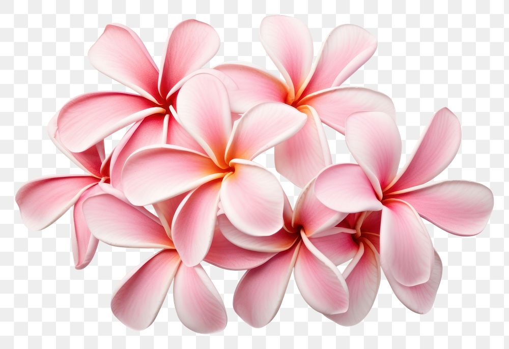 PNG Frangipani flower petal plant. AI generated Image by rawpixel.