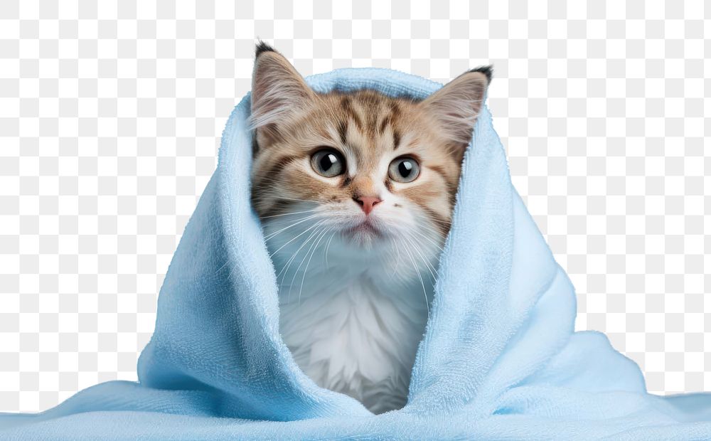 PNG cat in blanket transparent background