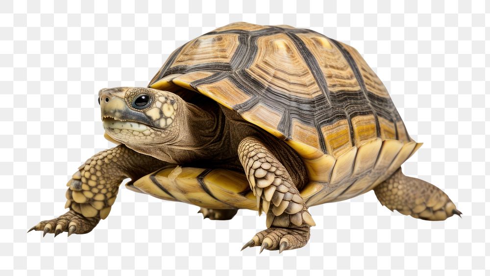 PNG Arrau turtle reptile animal white background. AI generated Image by rawpixel.