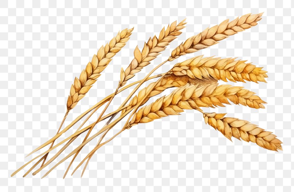 PNG Agriculture wheat food triticale. AI generated Image by rawpixel.