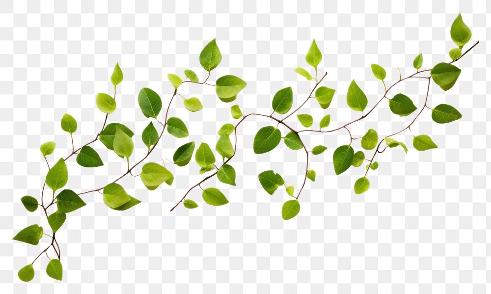 PNG  Green leaves backgrounds plant leaf AI generated Image by rawpixel