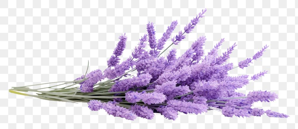 PNG Lavender lavender blossom flower