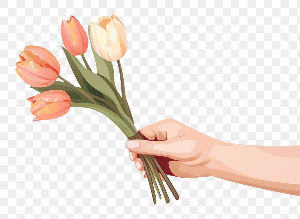PNG  Tulip bouquet hand holding flower. AI generated Image by rawpixel.