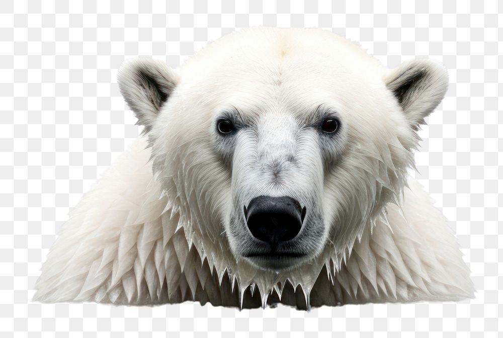 PNG Polar bear wildlife animal mammal. AI generated Image by rawpixel.