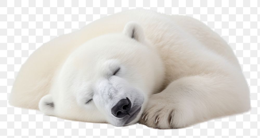 PNG Sleeping polar bear wildlife animal mammal. AI generated Image by rawpixel.
