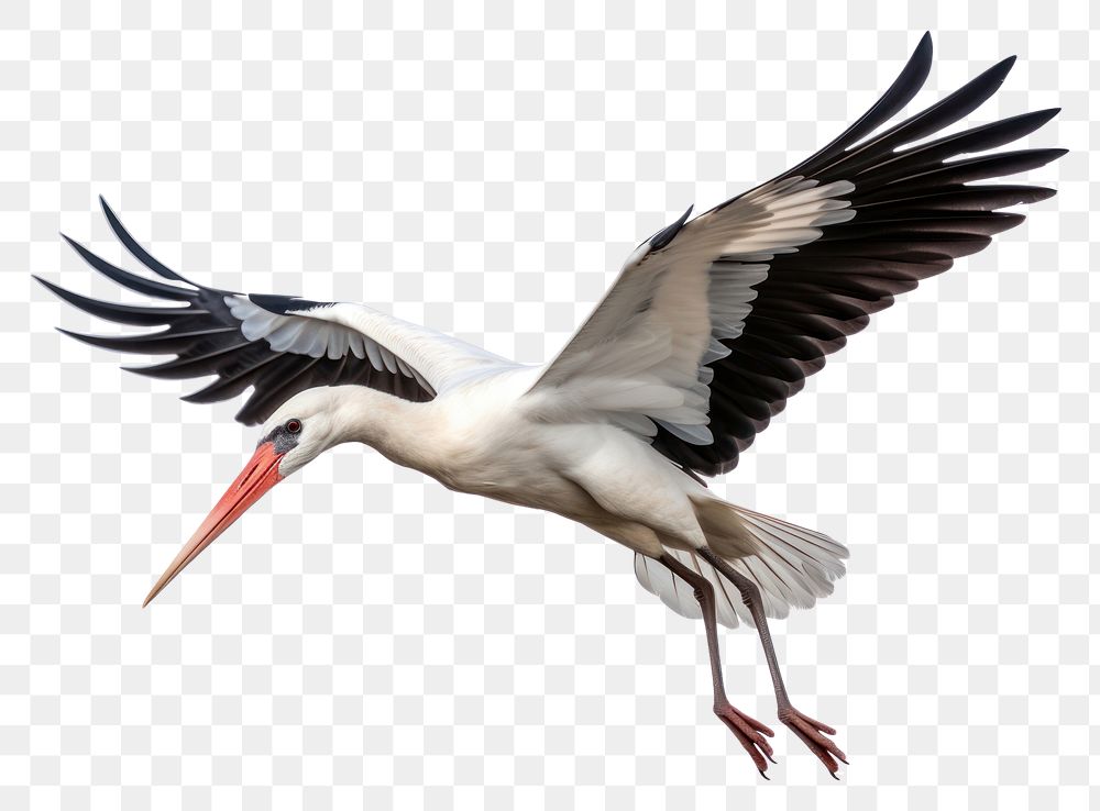 PNG White stork animal flying bird. AI generated Image by rawpixel.