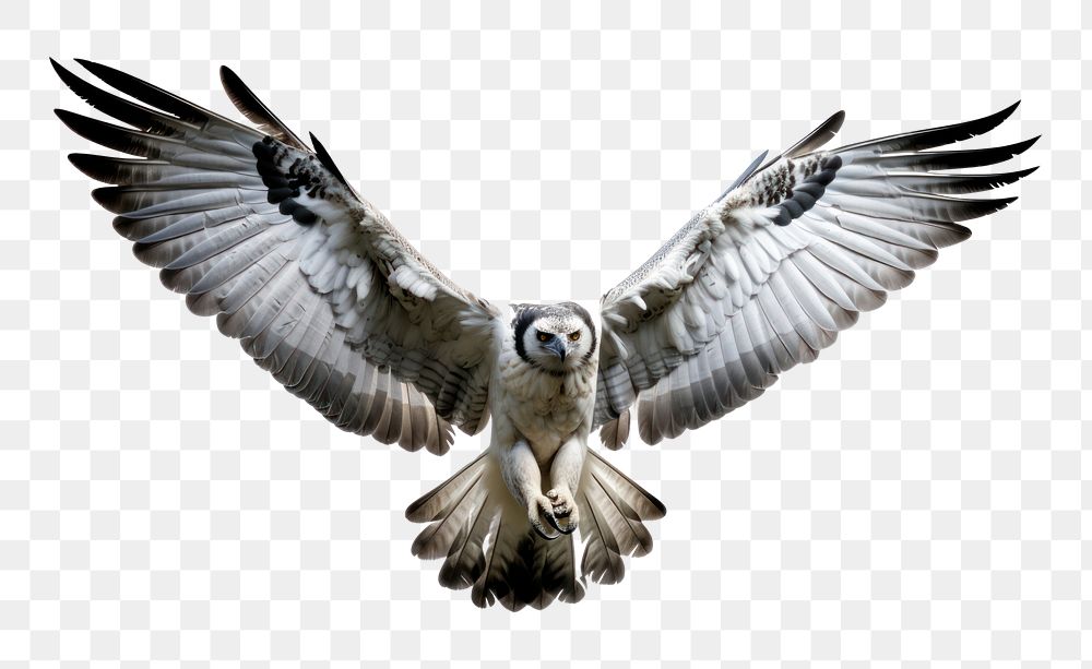 PNG Harpy eagle flying animal bird. AI generated Image by rawpixel.