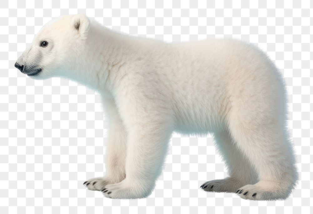 PNG Baby polar bear wildlife | Free PNG - rawpixel