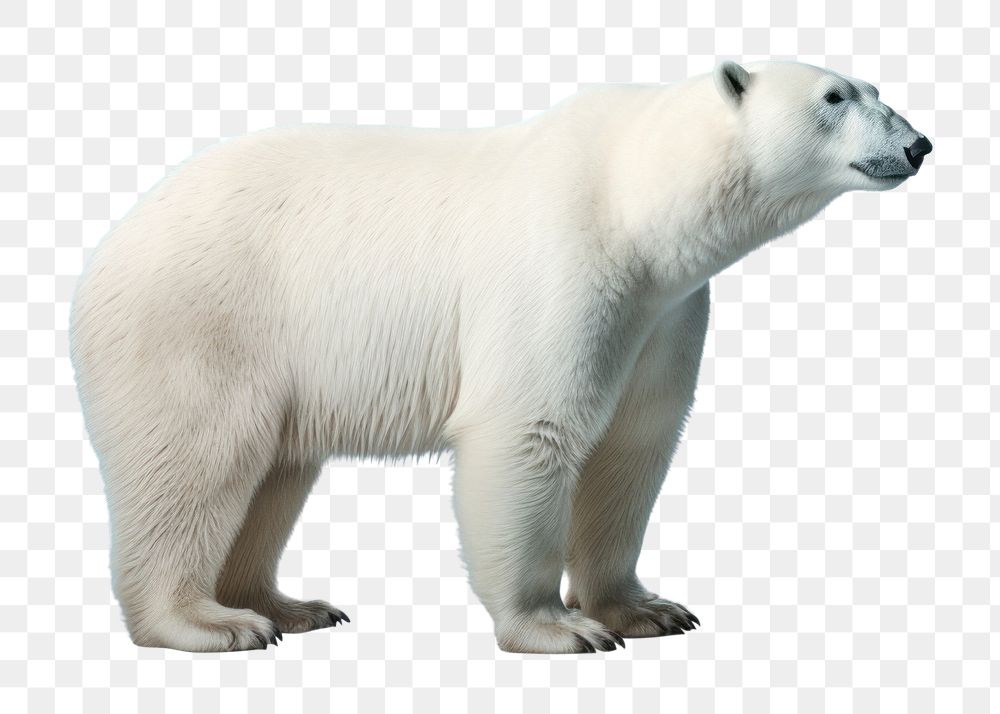 PNG Chubby polar bear wildlife animal mammal. AI generated Image by rawpixel.