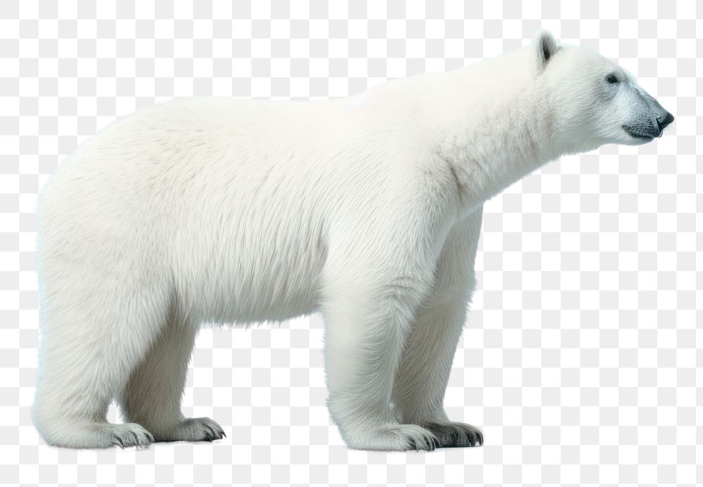 PNG Chubby polar bear wildlife animal mammal. AI generated Image by rawpixel.
