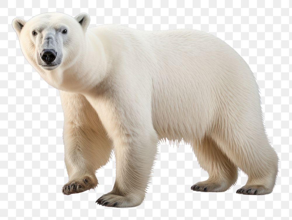 PNG Polar bear walking wildlife animal mammal. AI generated Image by rawpixel.