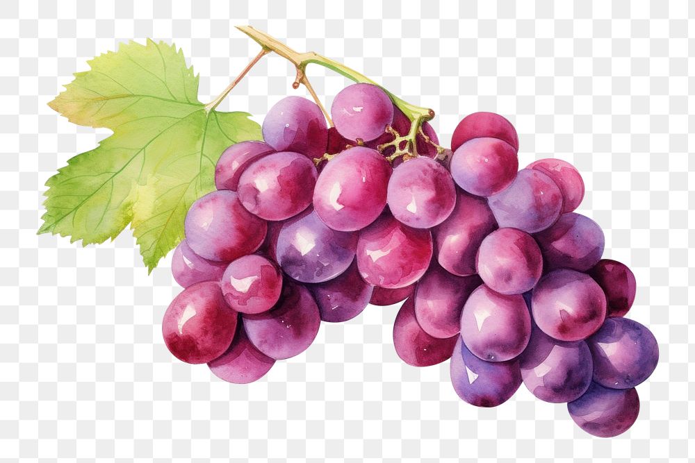 PNG Grapes fruit plant food. AI generated Image by rawpixel.