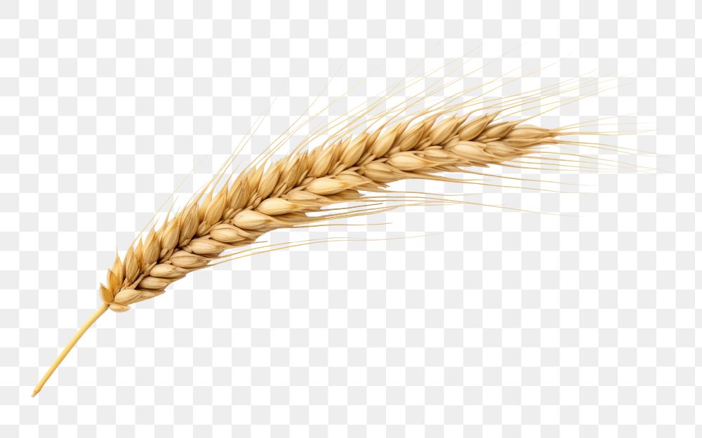 PNG Wheat ear food white background agriculture. AI generated Image by rawpixel.
