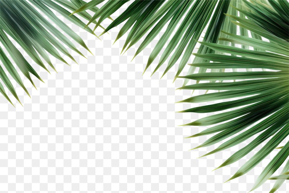 PNG Palm leaves backgrounds sunlight outdoors. AI generated Image by rawpixel.