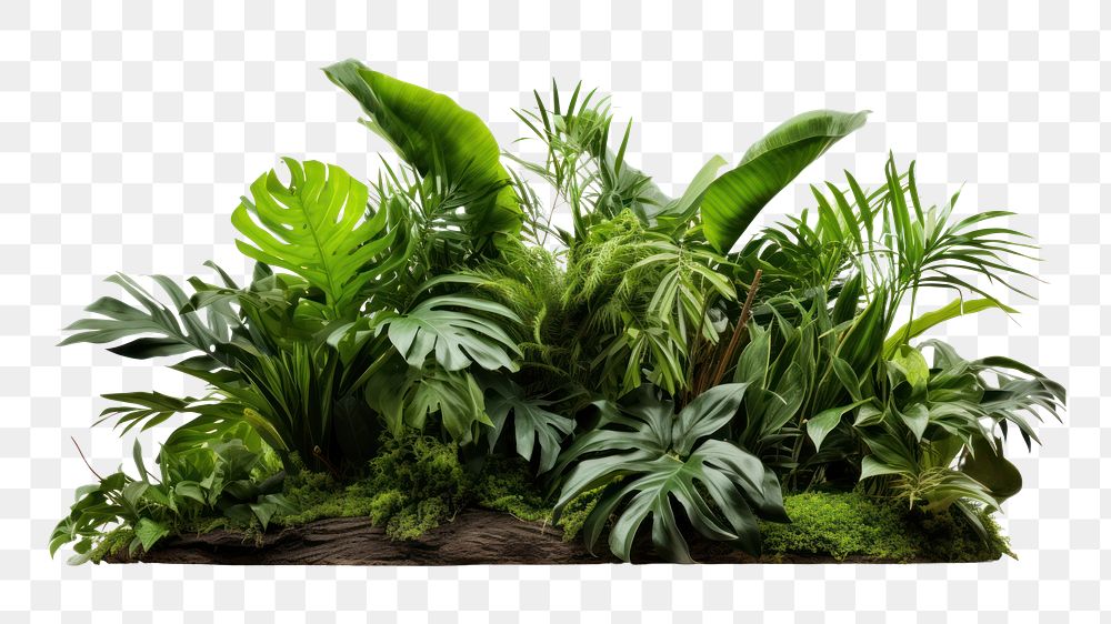 PNG Bush tree plant vegetation outdoors