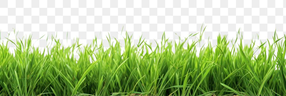 PNG Grass meadow border backgrounds outdoors nature