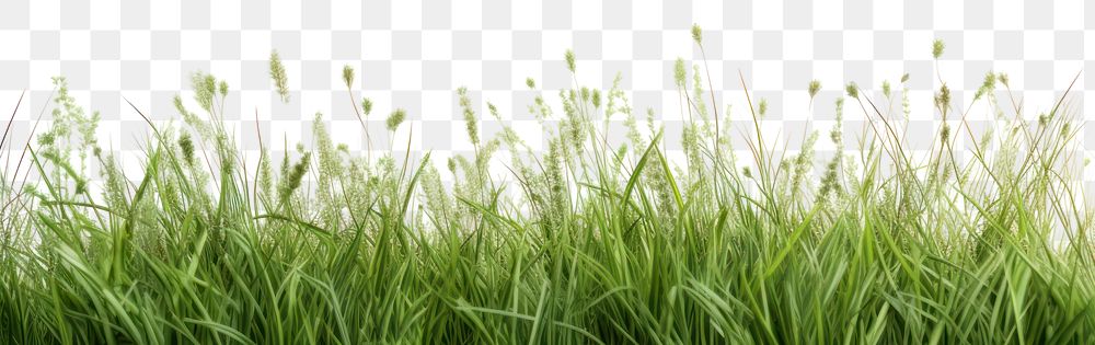 PNG Grass meadow backgrounds grassland outdoors
