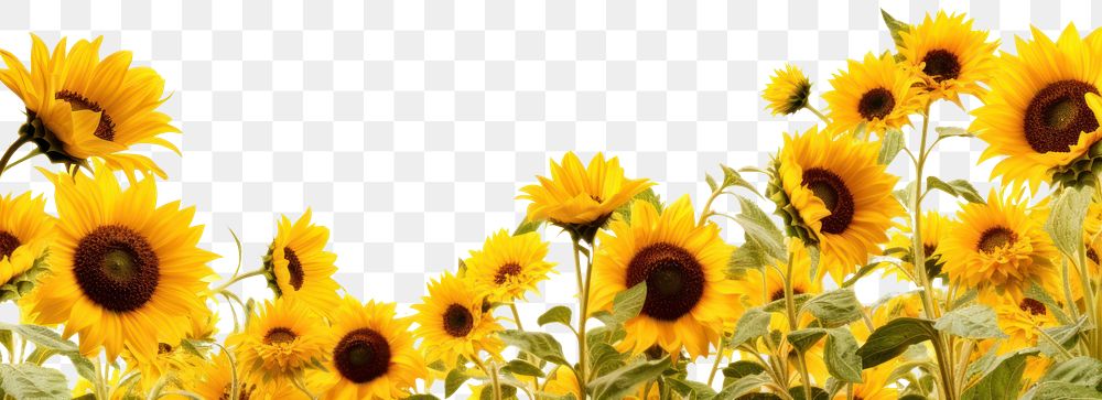 PNG Sunflower meadow border backgrounds outdoors nature. AI generated Image by rawpixel.