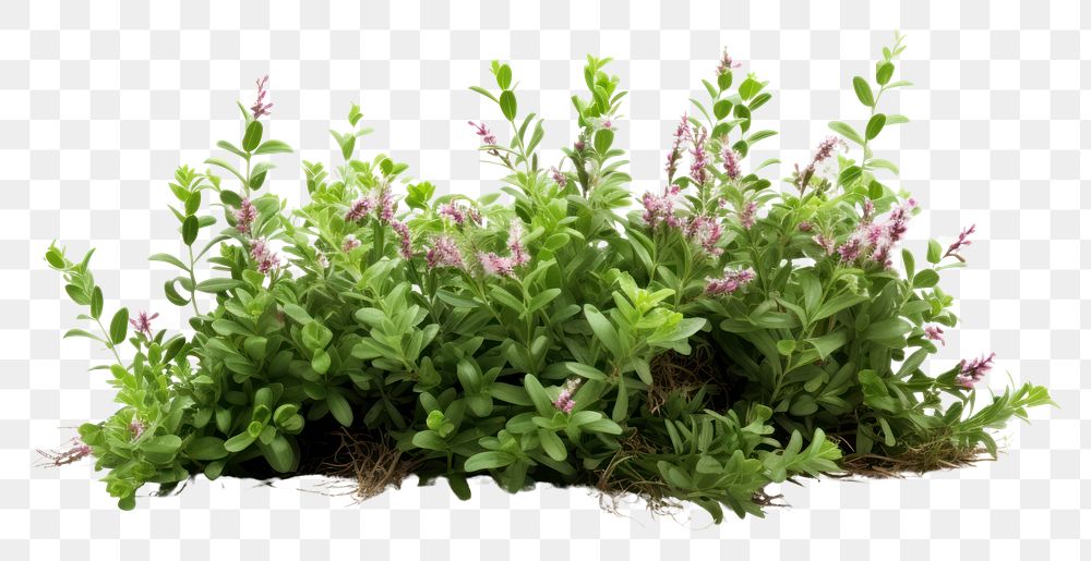 PNG Wildflower bush plant herbs leaf