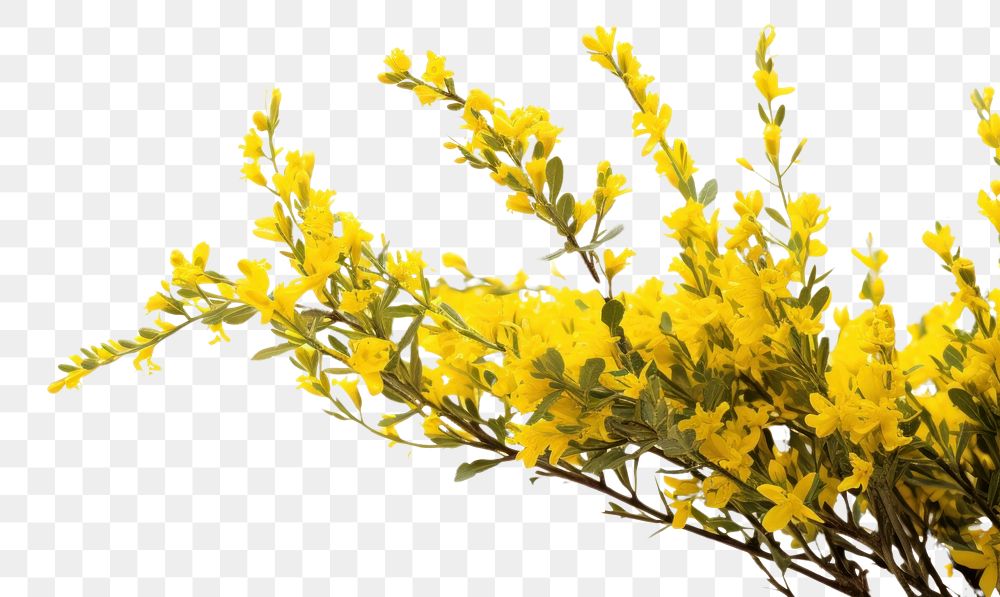 PNG Yellow wildflower bush blossom plant white background. AI generated Image by rawpixel.