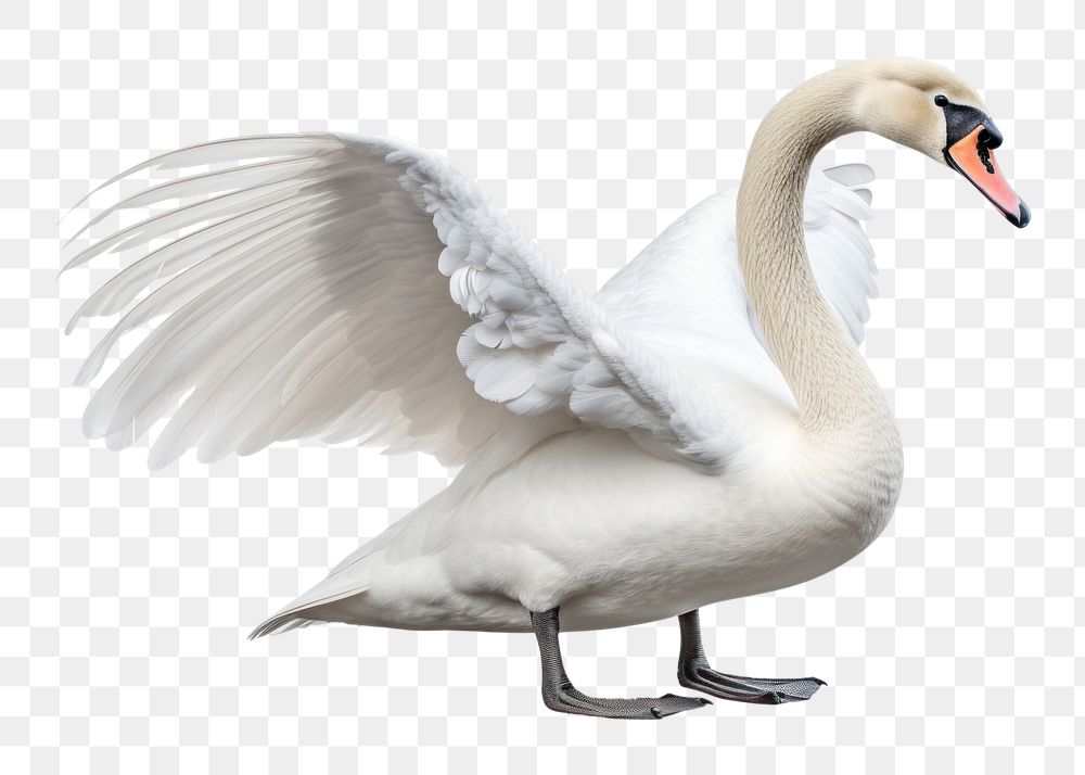 PNG Swan swan animal white. AI generated Image by rawpixel.