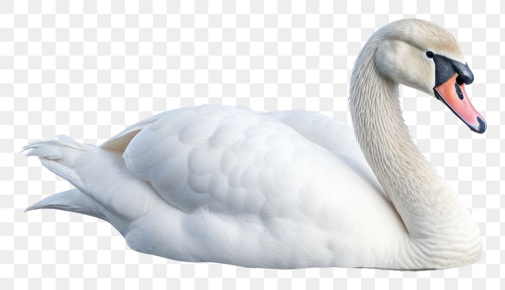 PNG Swan swan swimming animal. AI generated Image by rawpixel.