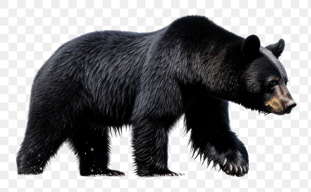 PNG Bear wildlife animal mammal. AI generated Image by rawpixel.