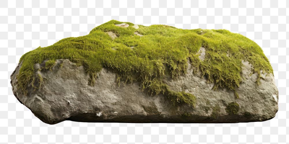PNG Rock rock moss plant. AI generated Image by rawpixel.