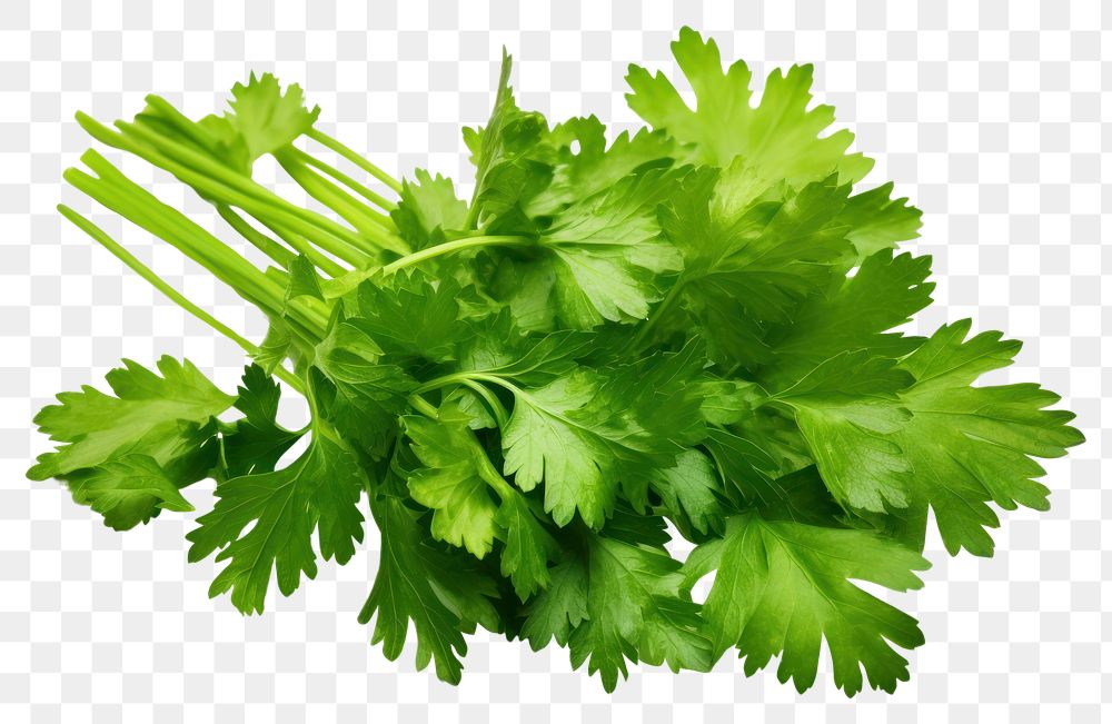 PNG Coriander leaves isolated coriander parsley plant. 