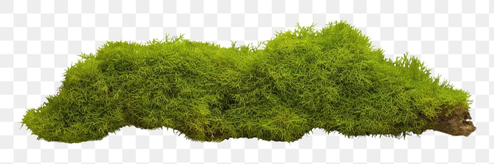 PNG Green moss vegetation plant green