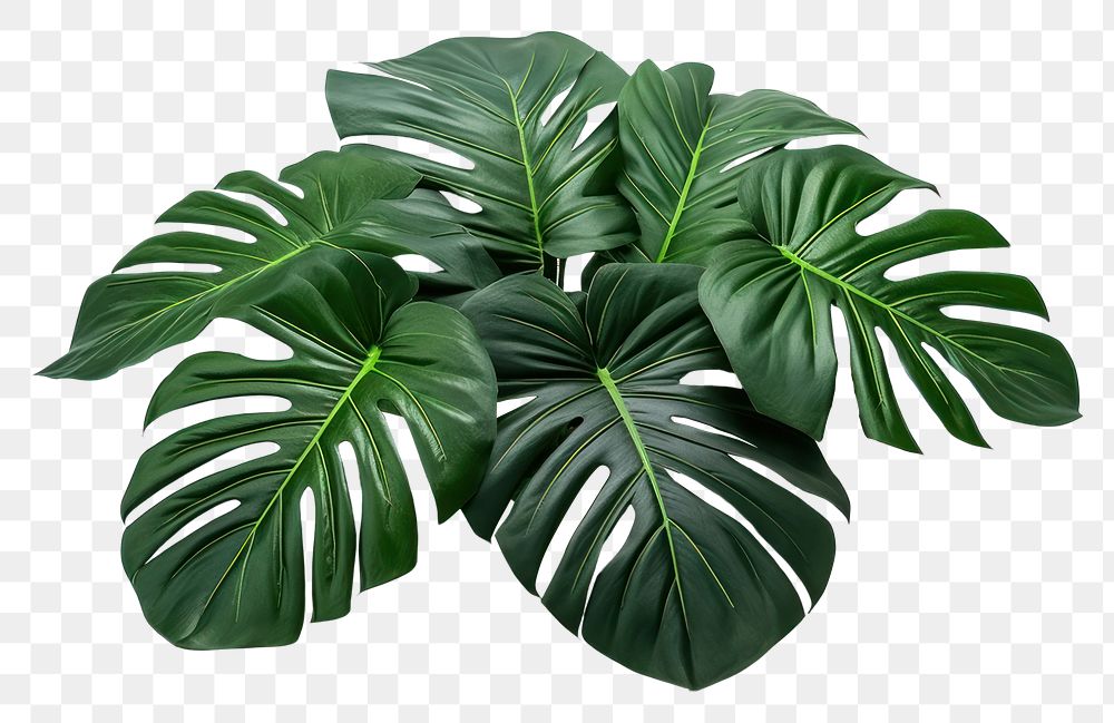 PNG Tropical foliage plant bush leaf white background freshness