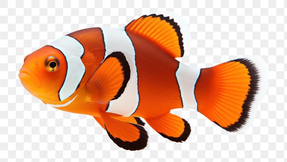 PNG Clown fish swimming animal white background. AI generated Image by rawpixel.