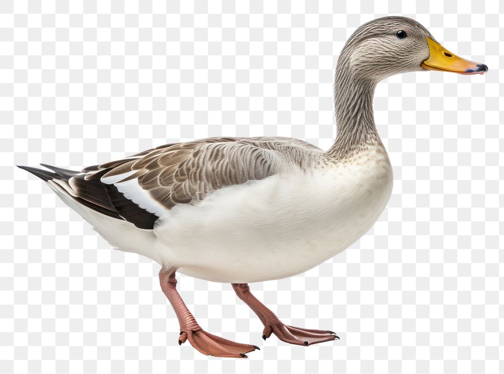 PNG Duck walking animal goose white. AI generated Image by rawpixel.