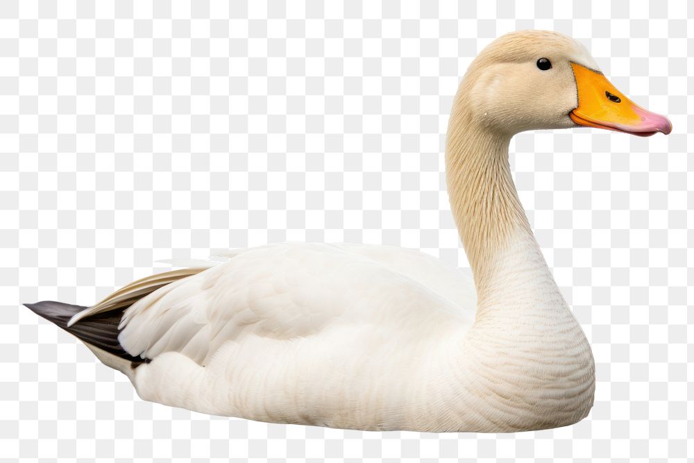 PNG Goose swimming animal white. AI generated Image by rawpixel.