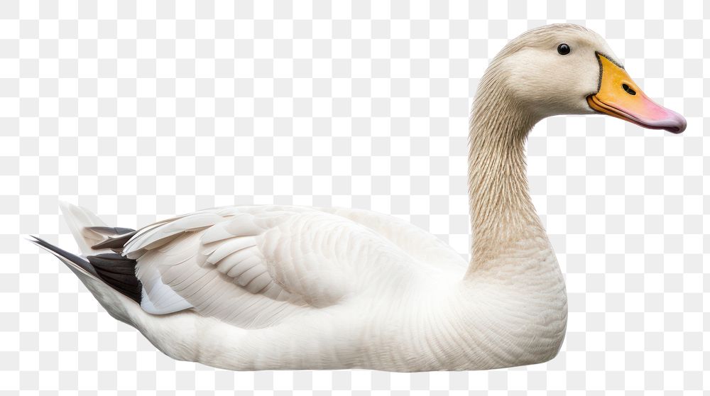 PNG Goose swimming animal white. AI generated Image by rawpixel.